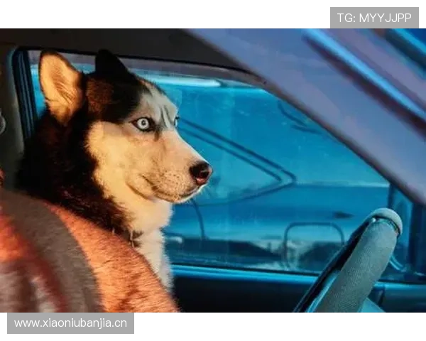 杰拉德·皮克的狗项圈居然比我车还贵